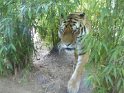 09- Zoo de la Palmyre FGn
