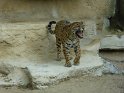 10- Zoo de la Palmyre MBo