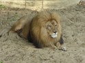 11- Zoo de la Palmyre MBo