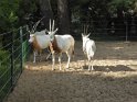 14- Zoo de la Palmyre MBo