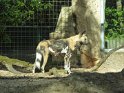 16- Zoo de la Palmyre MBo