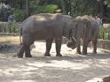 19- Zoo de la Palmyre FGn