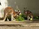 19- Zoo de la Palmyre MBo