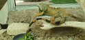 23- Zoo de la Palmyre FGn