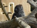 24- Zoo de la Palmyre MBo