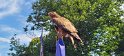 2022-06-26 10-36-31 Le vol des oiseaux FGn